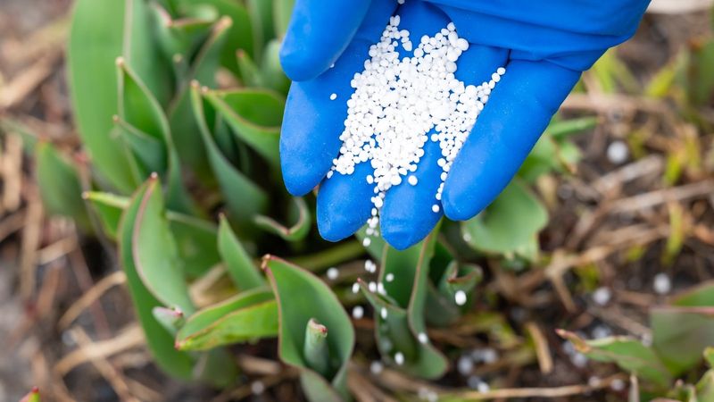 Fertilize After Blooming