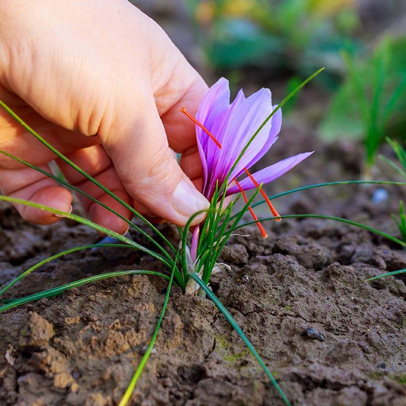 Watch Out for Overwatering