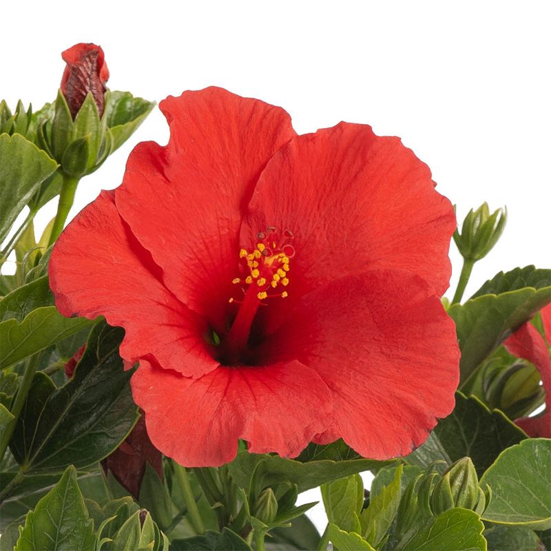 Hibiscus (Hibiscus rosa-sinensis)