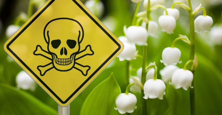 Lily of the Valley – A Woodland Beauty with a Toxic Secret