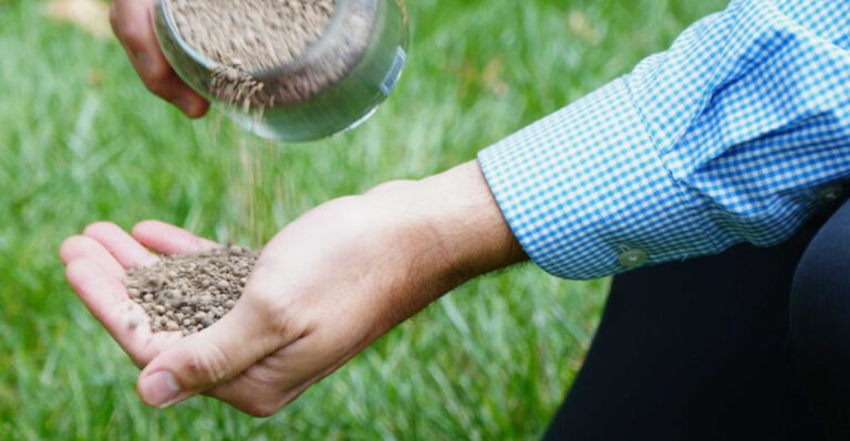 Lime Isn’t Just for Your Drinks—What It Does for Your Lawn Will Blow Your Mind!