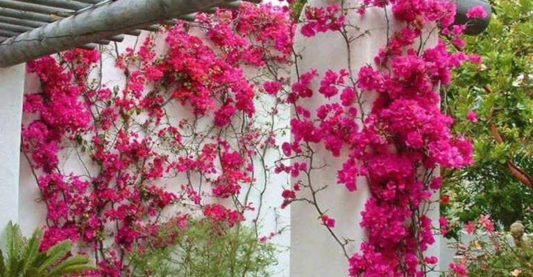 Looking to Upgrade Your Patio? These 23 Plants Are the Secret Weapon