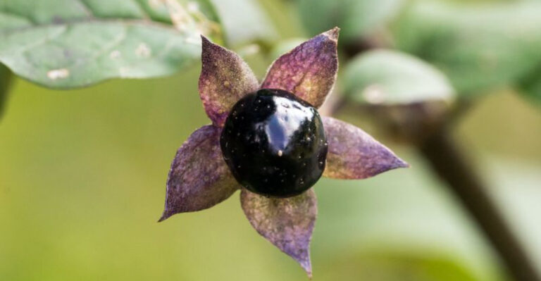 Lovely Looking Plants That Are More Dangerous Than You Think