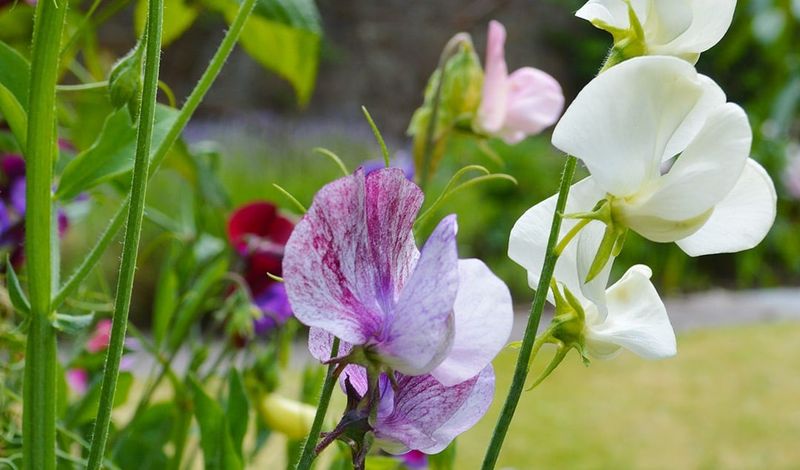 Sweet Peas