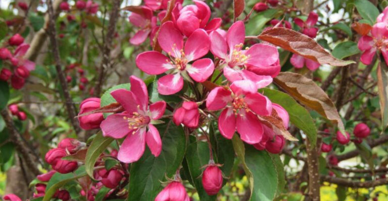 Magnolia Not Working in Your Garden? Try These Jaw-Dropping Alternatives