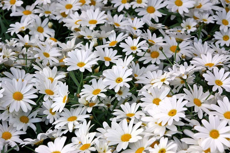 Daisies (Shasta)