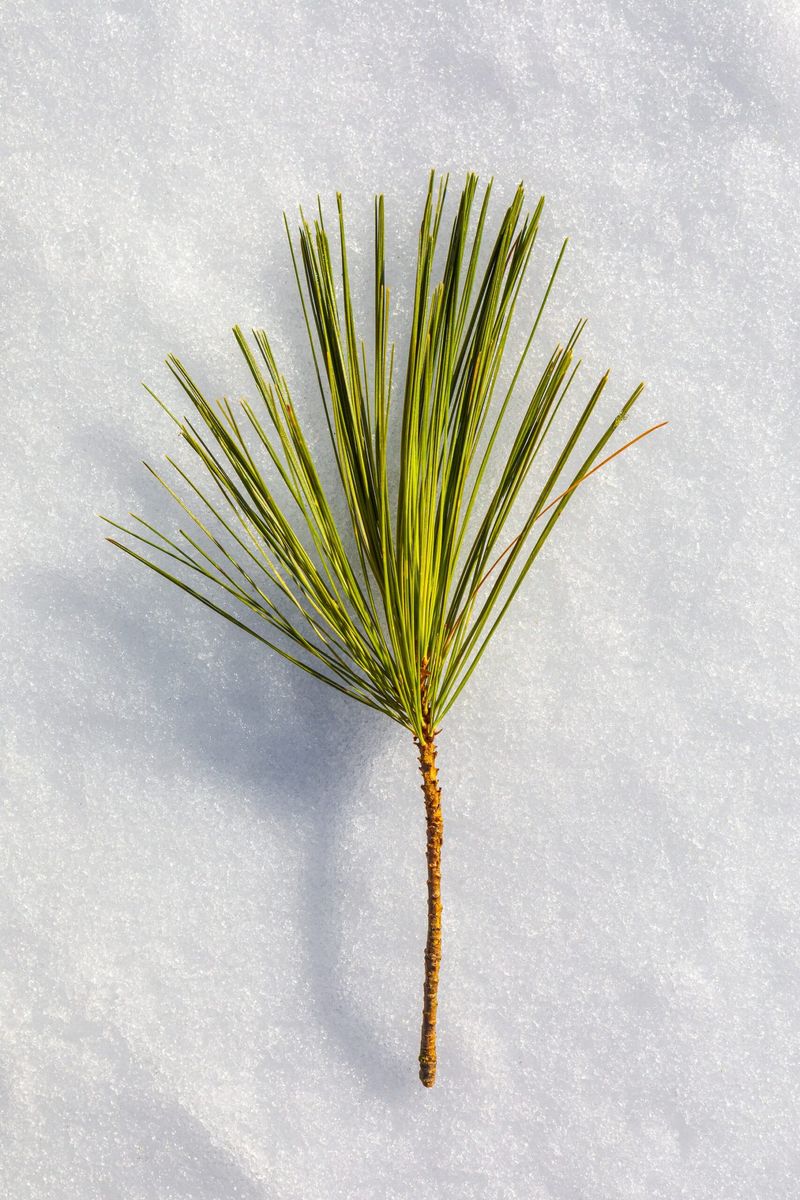 Pine Needle