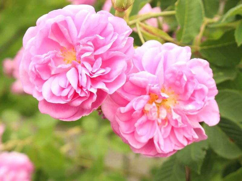 Damask Rose (Rosa damascena)