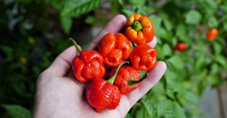 Meet the 20 Peppers That Make Jalapeños Look Mild