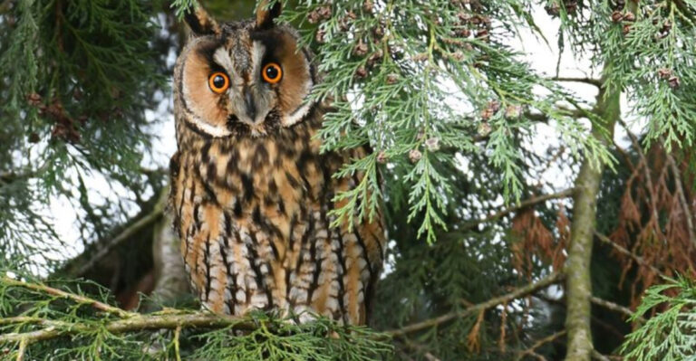 Meet the Owls of North America: 14 Fascinating Species to Know
