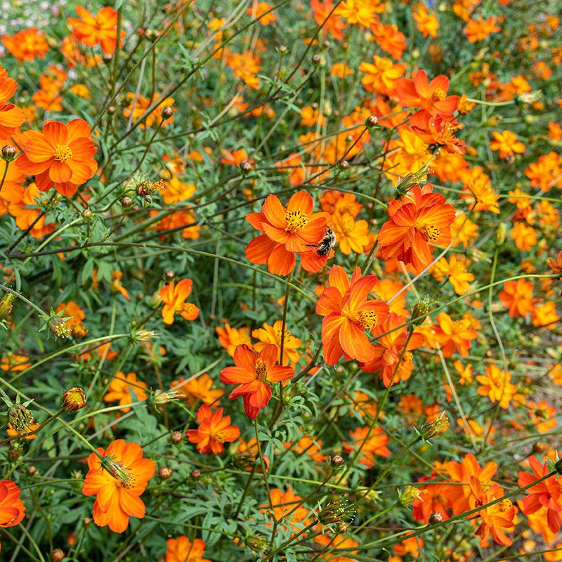 Orange Cosmos