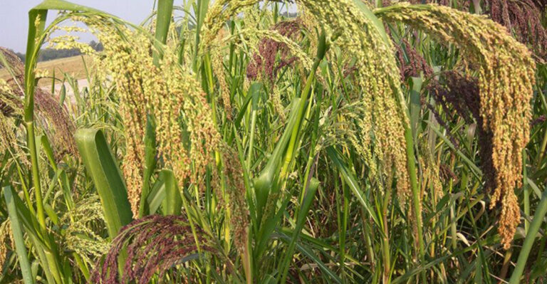 Millet Magic: The Ancient Grain Built for Modern Hard Times