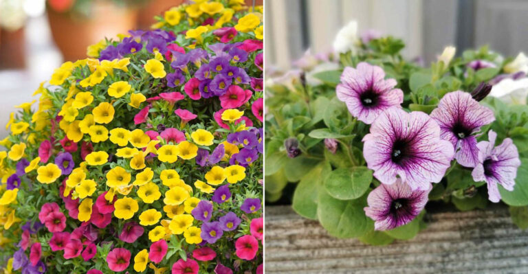 Million Bells or Petunias? 10 Key Differences That Even Garden Pros Miss