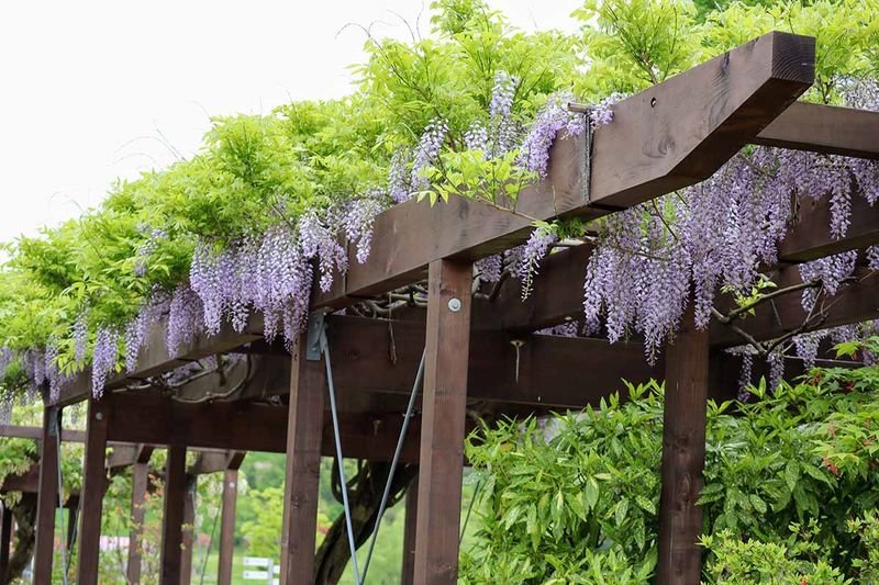Wisteria