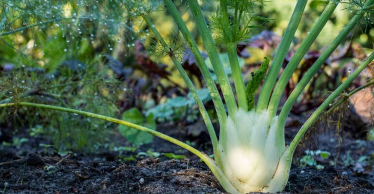 Mix These 27 Herbs for a Dream Garden—But NEVER Plant These 5 Together