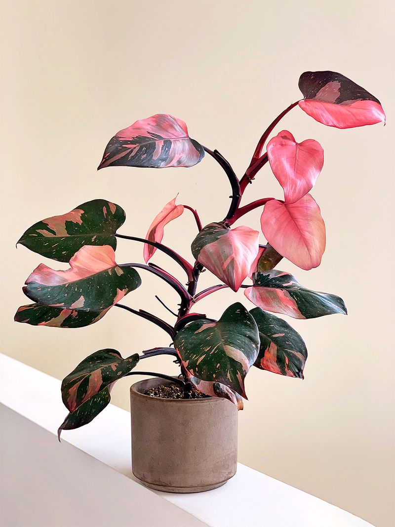 Philodendron ‘Pink Princess’