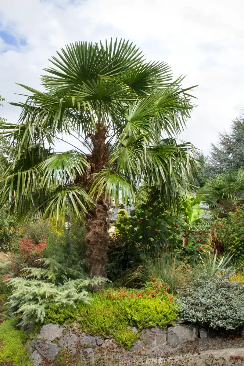 Palm Varieties (like Windmill Palm)