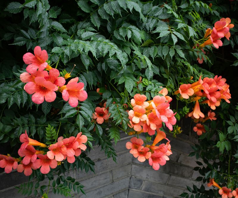 Trumpet Vine