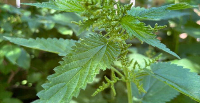 Most People Pull This Plant Out—But It Might Be the Secret to Better Health and Bigger Harvests
