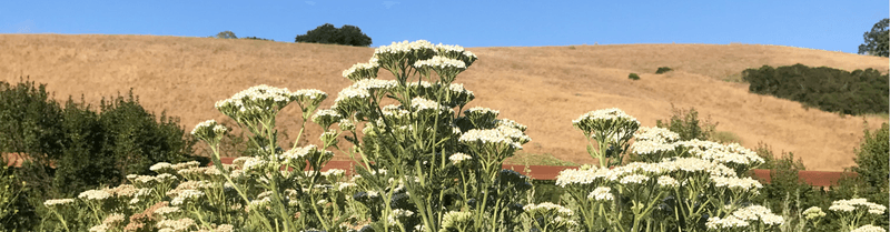 Yarrow