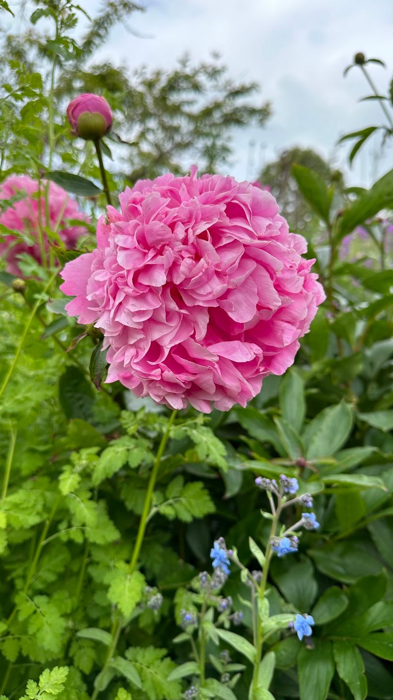 Ensure Periodic Fertilization