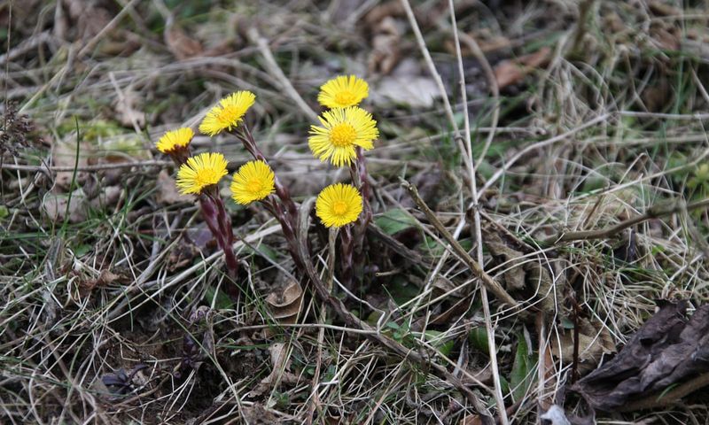 Coltsfoot
