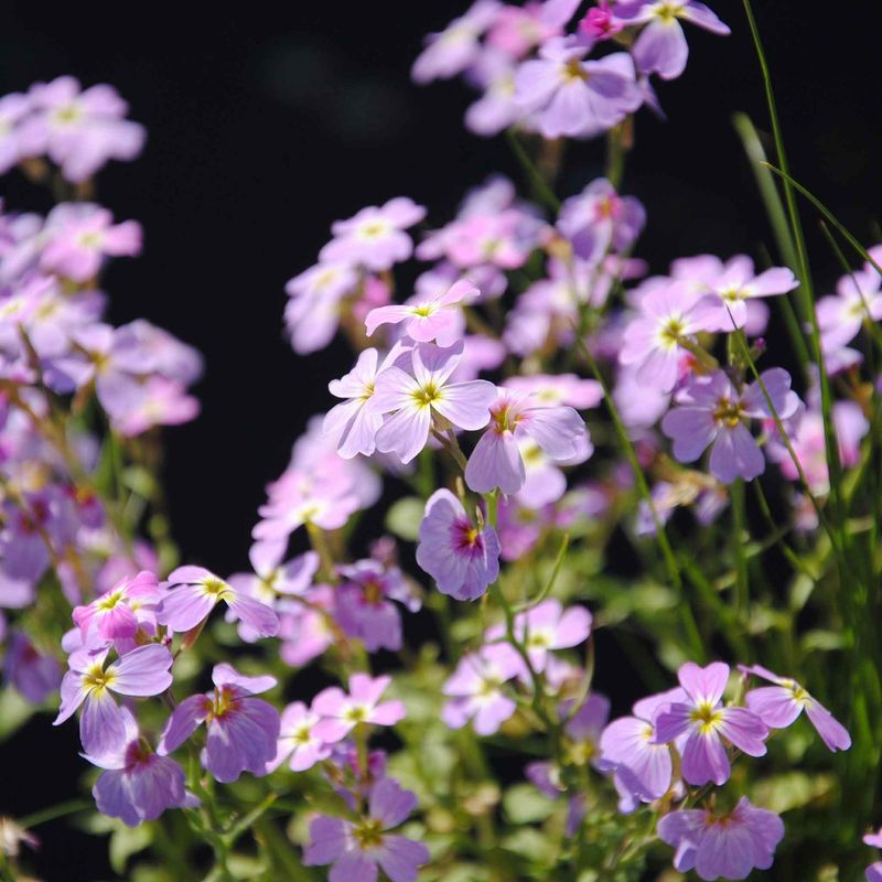 Virginia Stock (Malcolmia maritima)