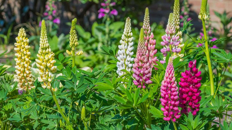 Lupines