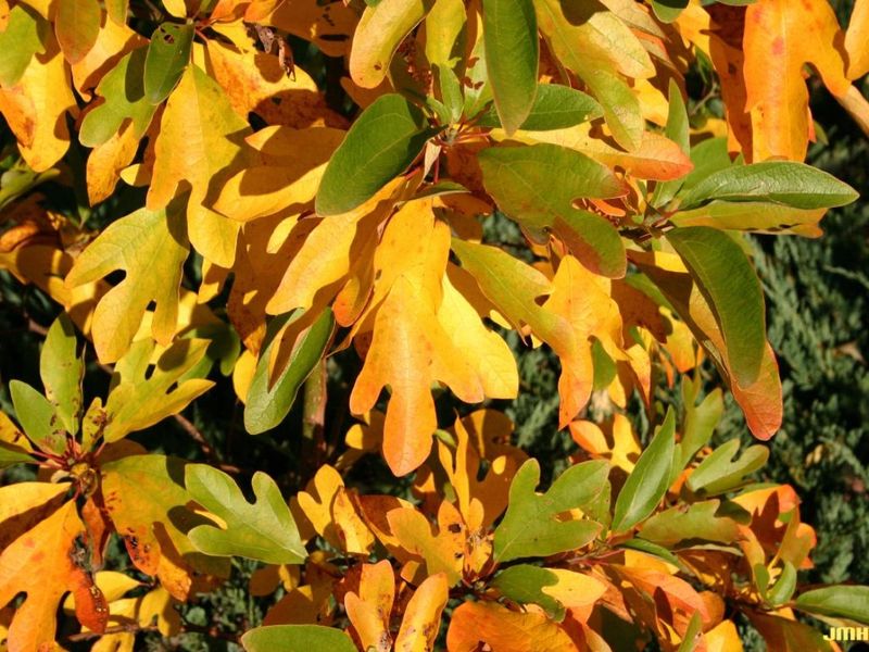 Educational Opportunity