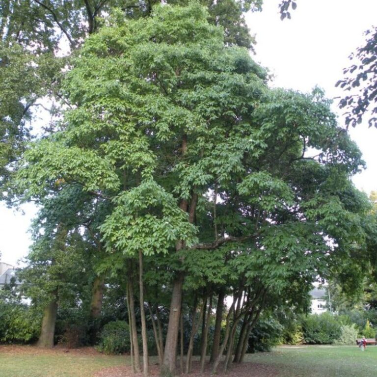 10 Surprising Benefits of Planting a Sassafras Tree in Your Yard ...