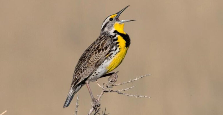 Nature’s Garden Symphony: 15 Birds With the Most Beautiful Songs