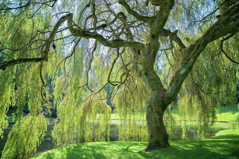 Weeping Willow