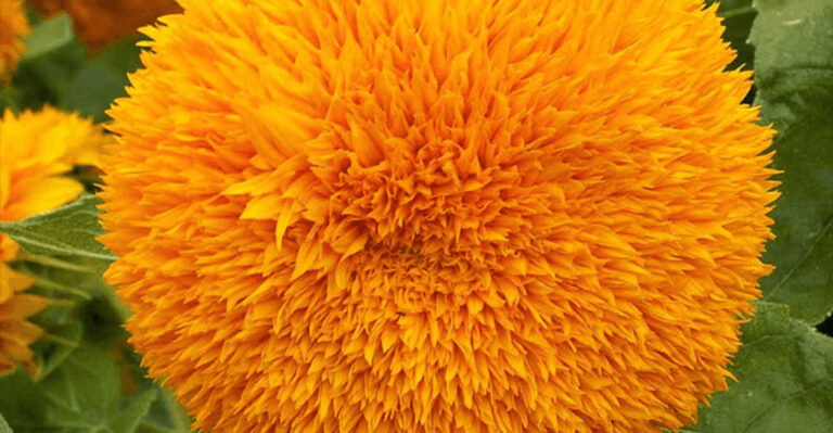 Not All Sunflowers Are Yellow—Discover 23 Gorgeous Varieties to Grow This Year