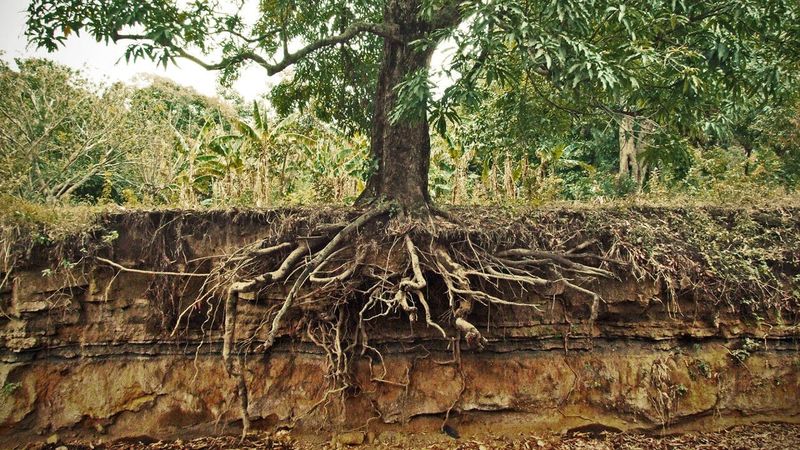 Magnolia Roots Magnolia Roots: Gorgeous Tree or Underground Menace? - Complete Gardening