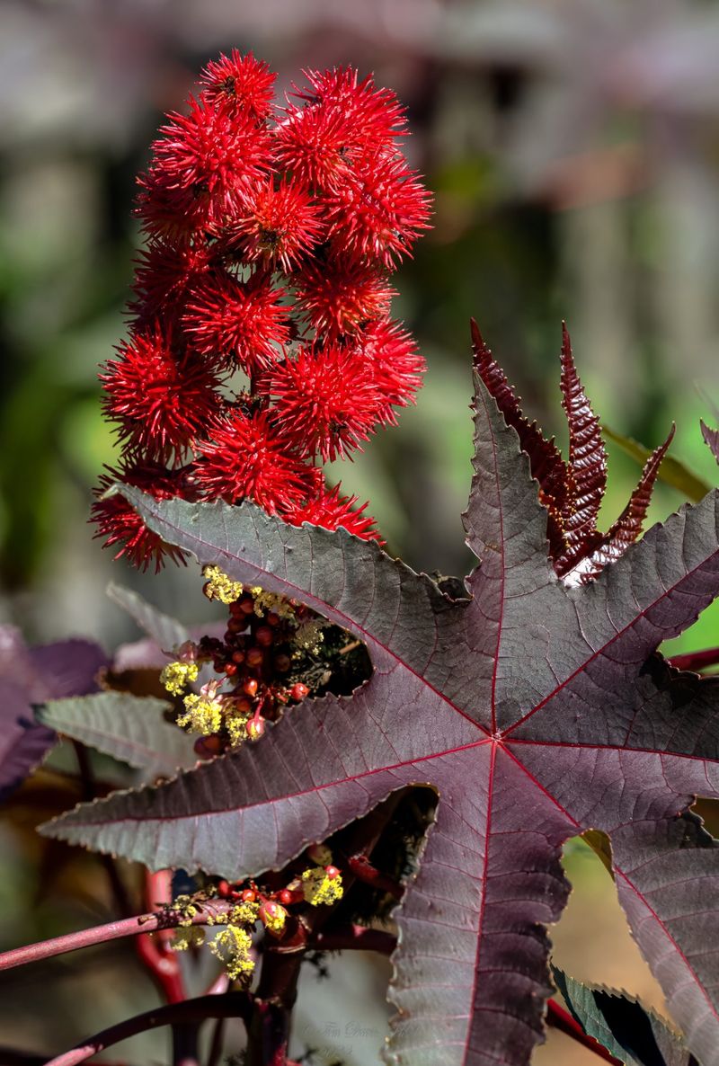 Castor Bean Plant