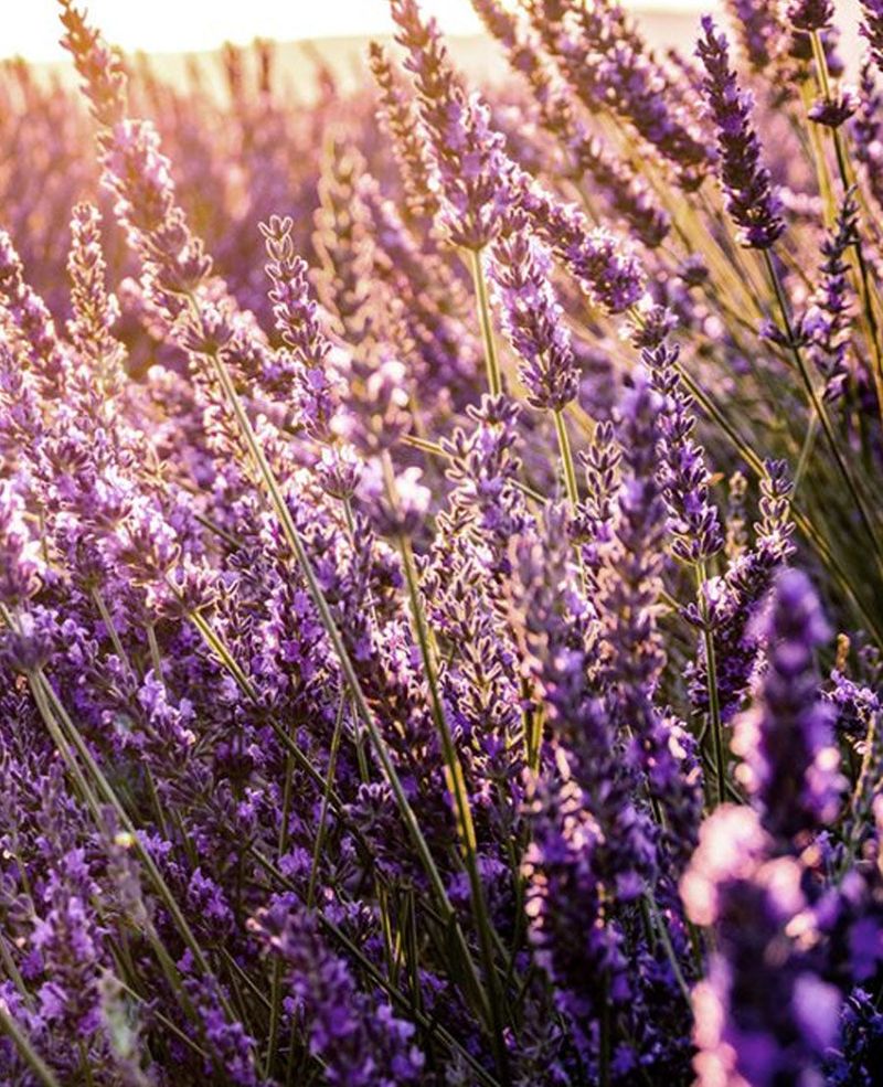 Lavender (Lavandula angustifolia)
