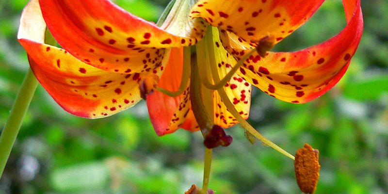 Tiger Lily