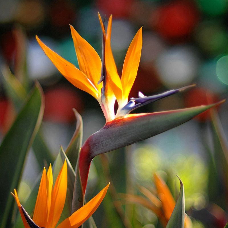Bird of Paradise