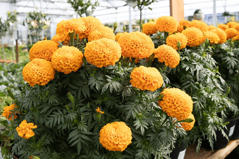 Orange Marigold