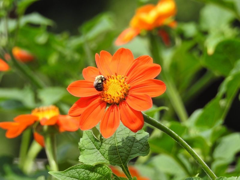 Mexican Sunflower