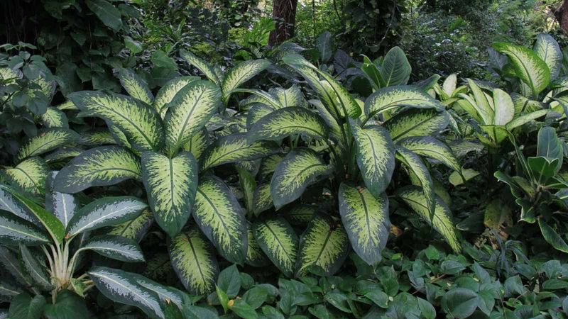 Dumb Cane (Dieffenbachia)