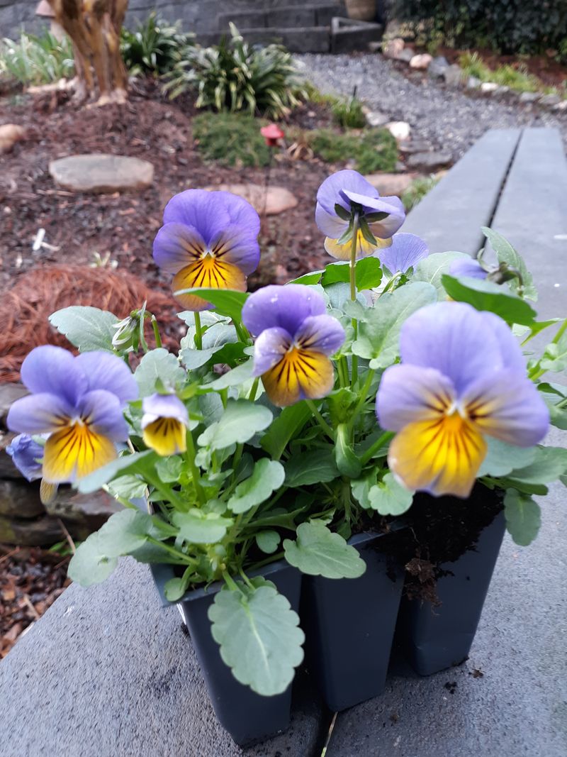 Pansies