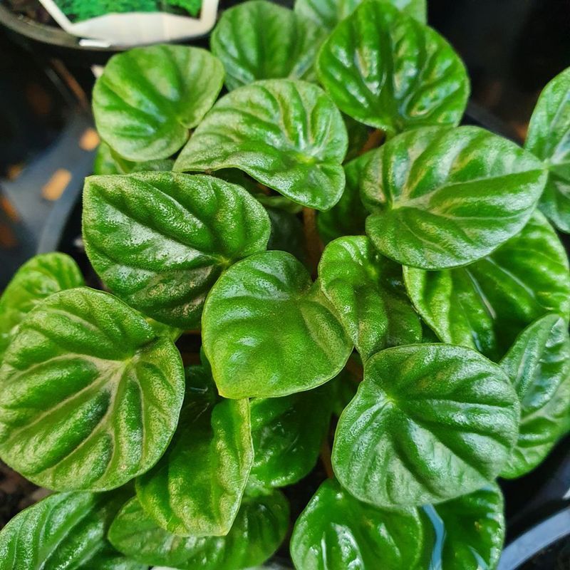 Peperomia caperata ‘Emerald Ripple’