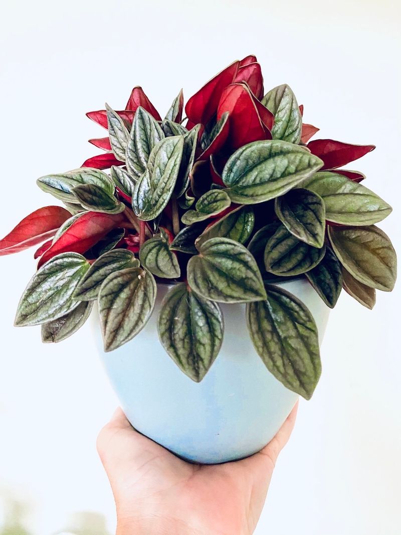 Peperomia caperata ‘Rosso’