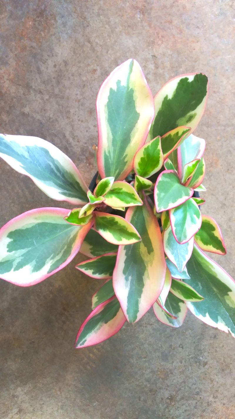 Peperomia clusiifolia ‘Jelly’
