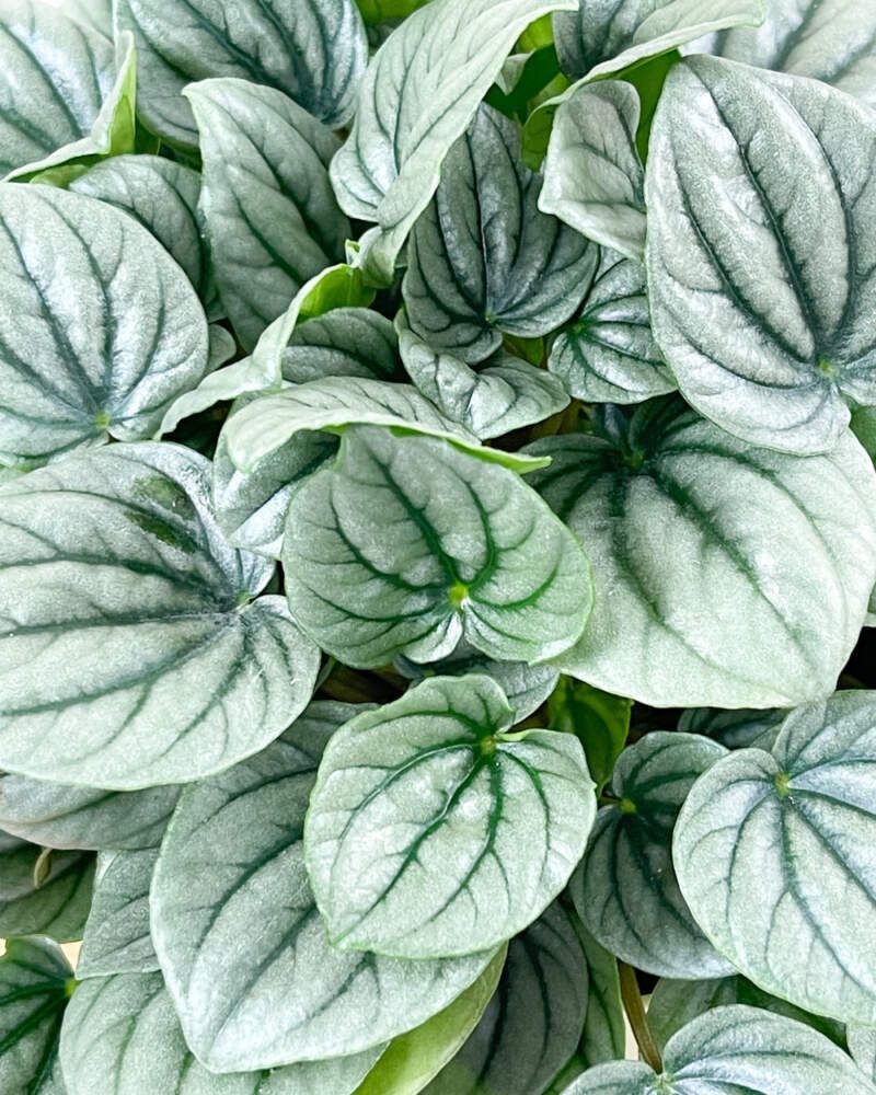 Peperomia ‘Frost’