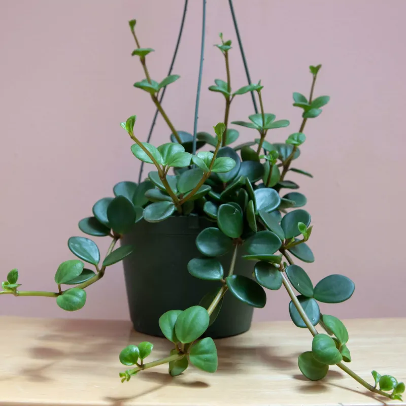 Peperomia ‘Hope’