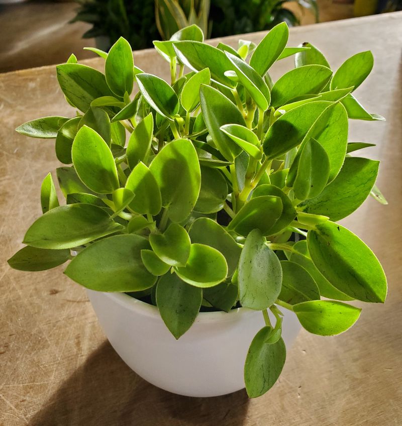Peperomia ‘Pixie’