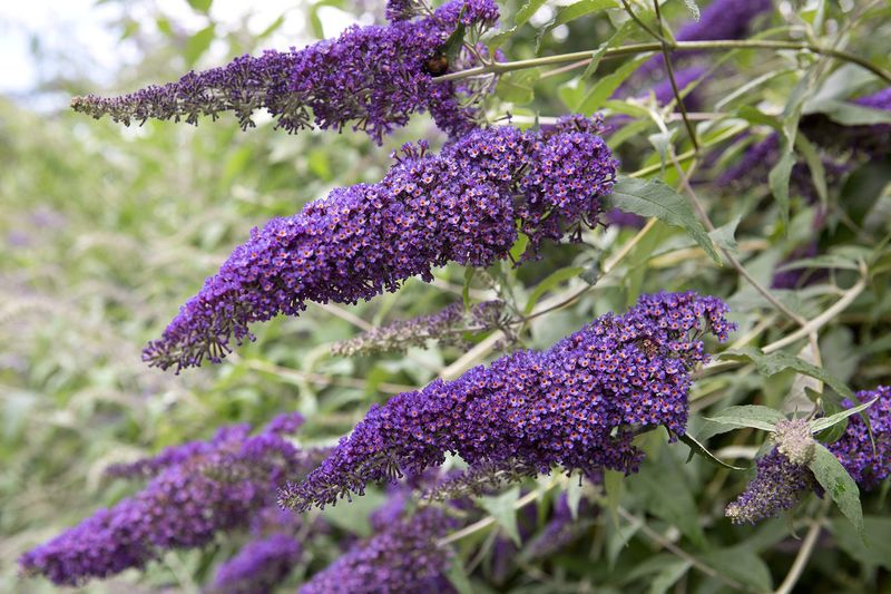 Buddleia (Butterfly Bush)