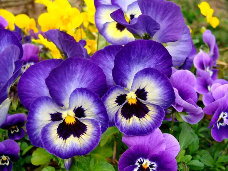 24 Beginner-Friendly Flowers Anyone Can Grow with Ease - Complete Gardening